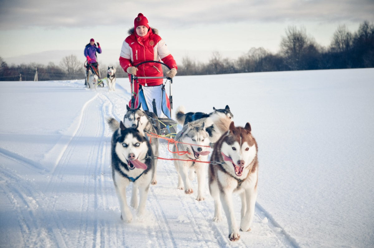 American girl husky fashion dog sled