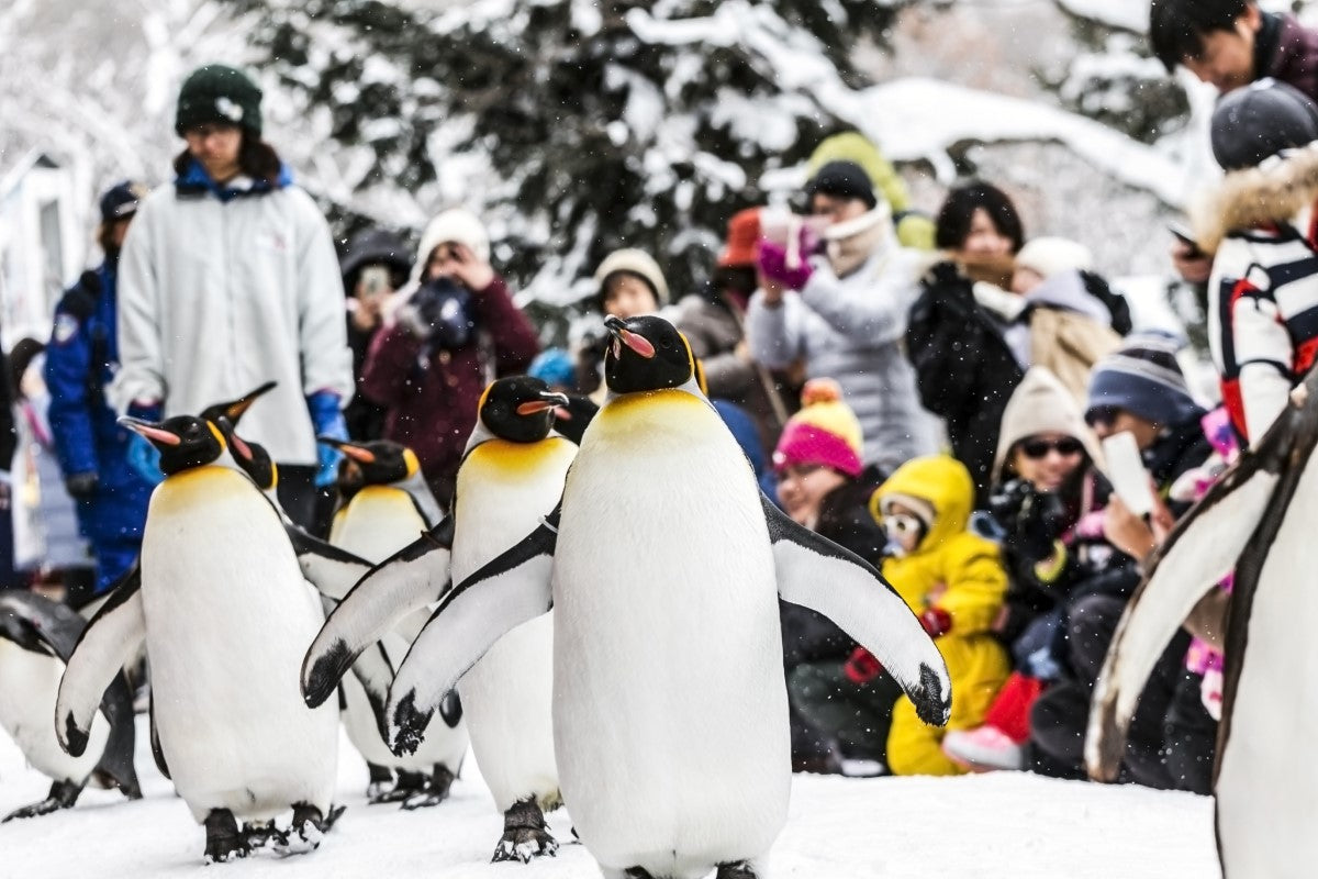 A Trip to the Zoo in the Winter