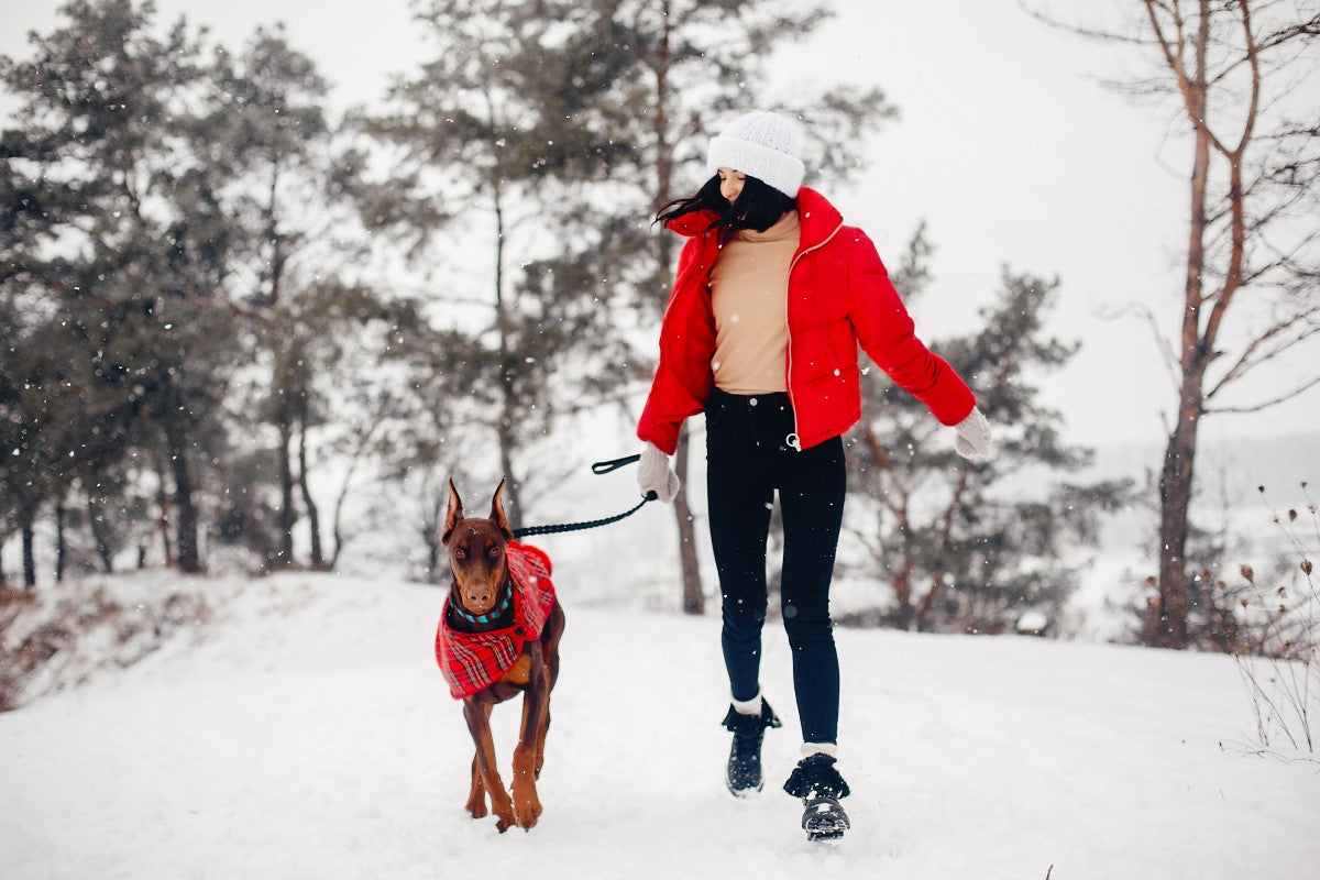 Walking Your Dog in the Winter