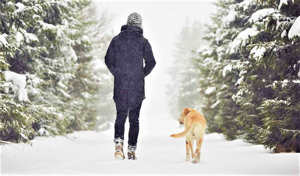 Things to Remember While Walking Your Dog in the Winter